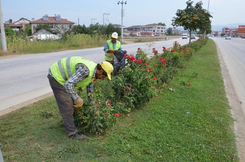 DÜZCEYE YARIM MİLYON ÇİÇEK DİKİLDİ