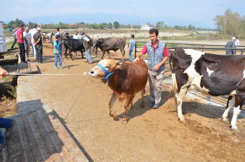 HAYVAN PAZARINDA KURBAN YOĞUNLUĞU BAŞLADI
