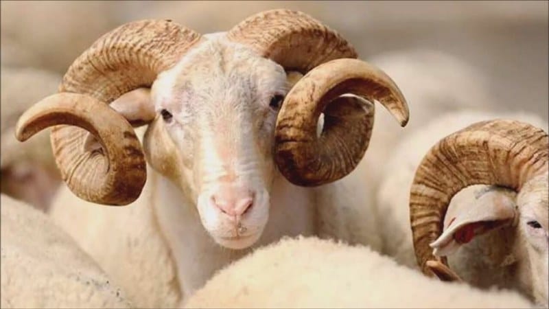 KURBAN BAYRAMINDA 111 HAYVANIN KESİMİ YAPILDI