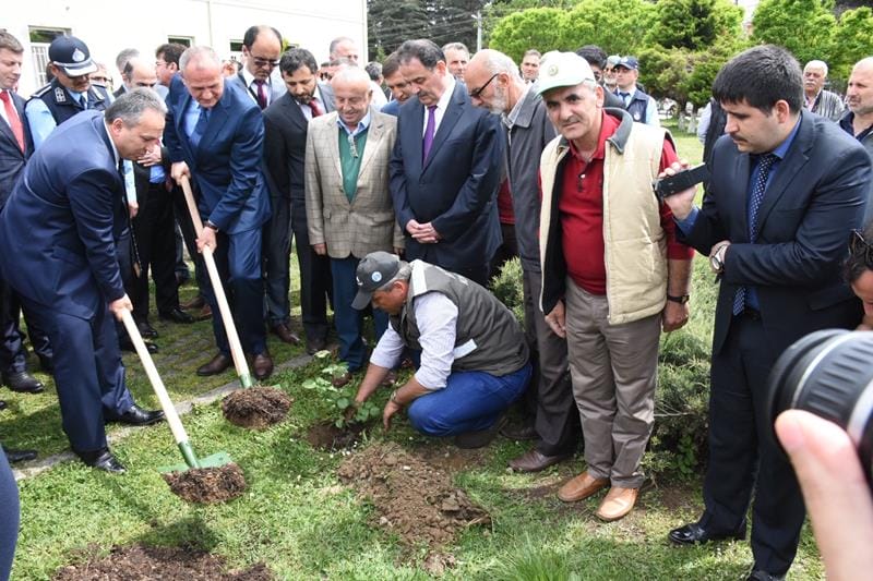 VALİ VE BAŞKAN FİDAN DİKTİLER