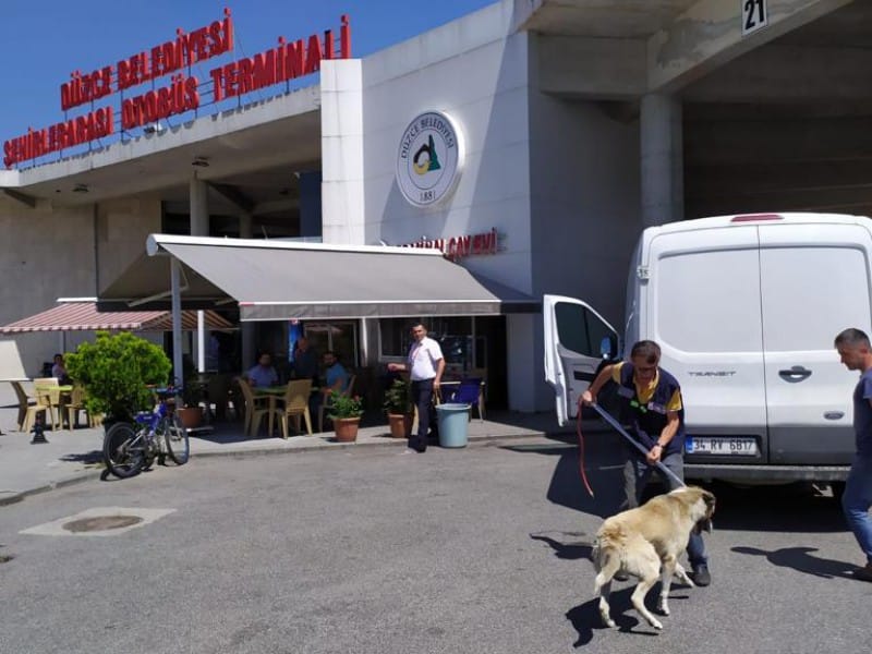 SOKAK HAYVANLARI YALNIZ DEĞİL