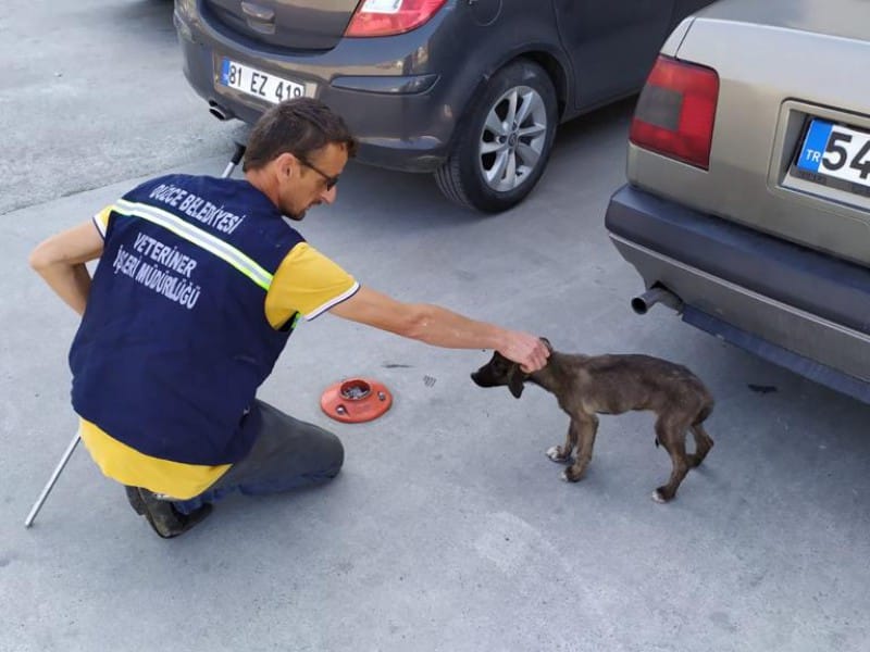 870 KÖPEK TOPLANDI